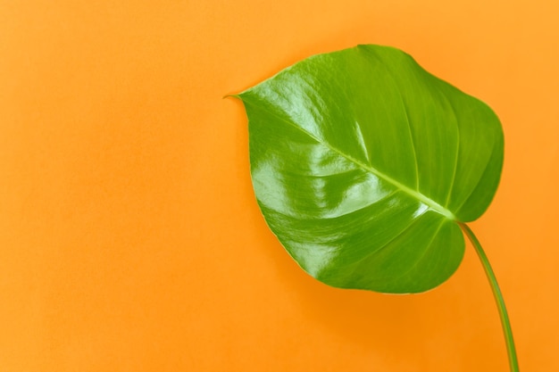 Foto monstera deliciosa blatt auf orangefarbenem hintergrund mit kopierbereich nahaufnahme