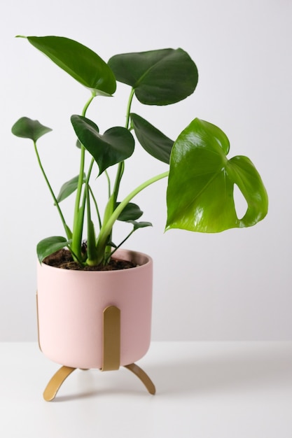 Monstera deliciosa em vaso rosa na mesa branca casa conceito moderno minimalista de jardinagem tropical