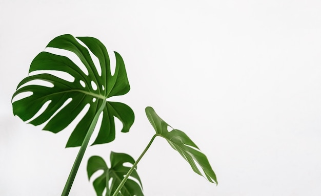 Monstera Deliciosa hojas verdes tropicales. Planta casera de hoja sobre fondo blanco. Minimalismo, copia el espacio vacío. Enfoque borroso selectivo.