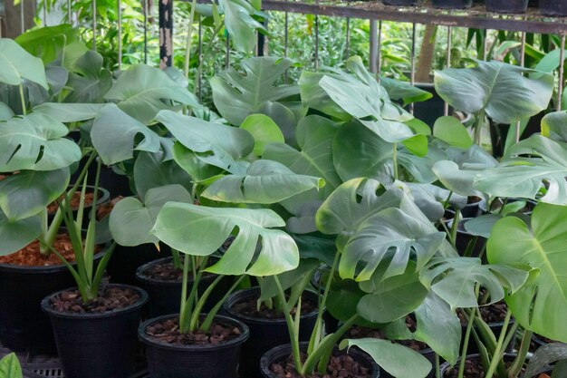 Monstera deliciosa o filodendro de hoja dividida en una olla, Stock Photo