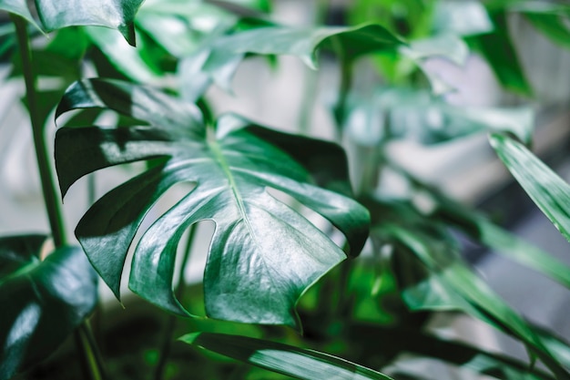 Monstera deliciosa o planta de queso suizo en maceta hojas tropicales de fondo