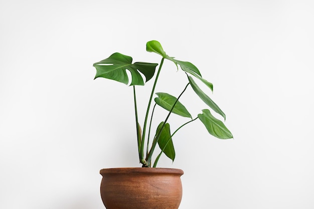 Monstera deliciosa oder Schweizer Käsepflanze in einem Tontopf auf weißem Hintergrund