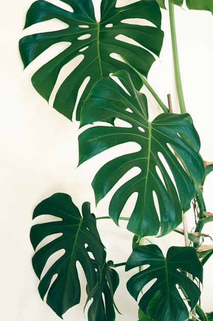 Foto monstera deliciosa ou planta de queijo suíço fechada sobre o fundo claro