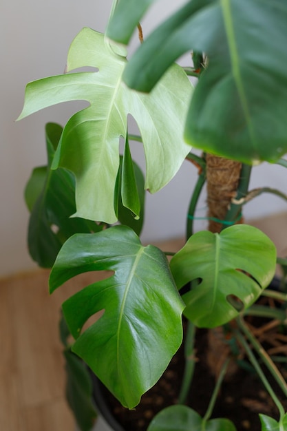 Monstera deliciosa planta cerimal en interior