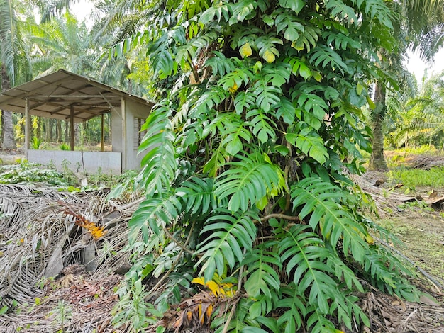 Monstera deliciosa selvagem frondosa na plantação