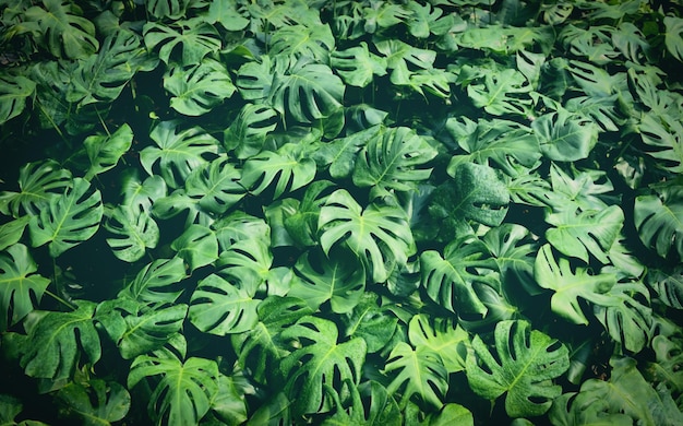 Monstera delicosa hinterlässt strukturierten Hintergrund Blätter der Blätter von Monstera abstrakte grüne Textur Naturhintergrund tropisches Blatt abstrakte grüne Textur Naturhintergrund tropisches Blatt