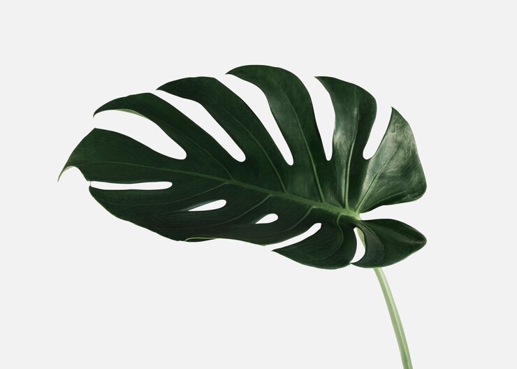 Foto monstera delicosa pflanzenblatt auf einem weißen hintergrund