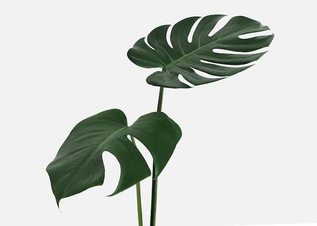 Monstera delicosa Pflanzenblatt auf einem weißen Hintergrund