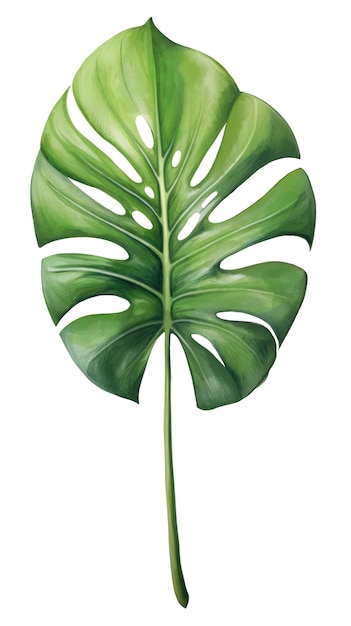 Foto monstera folha de palmeira verde plantas tropicais aquarela botânica