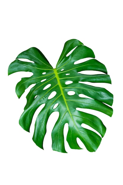 Monstera folha verde sobre fundo branco, plantas de folhagem tropical real da selva.