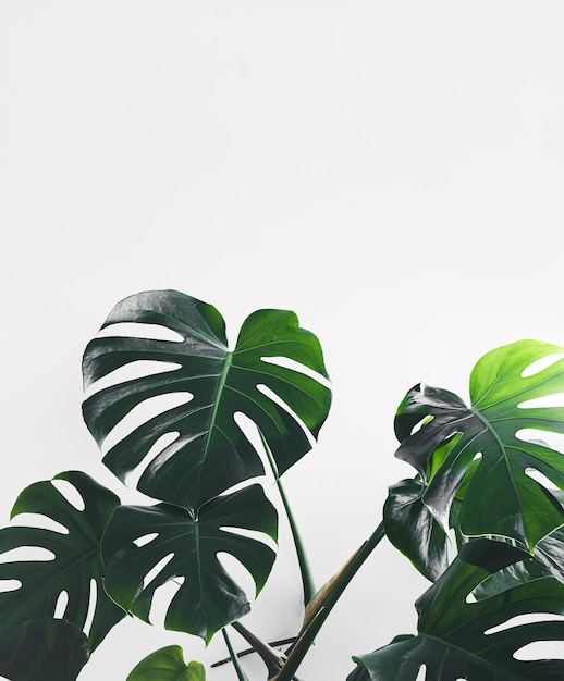 Monstera folhas verdes