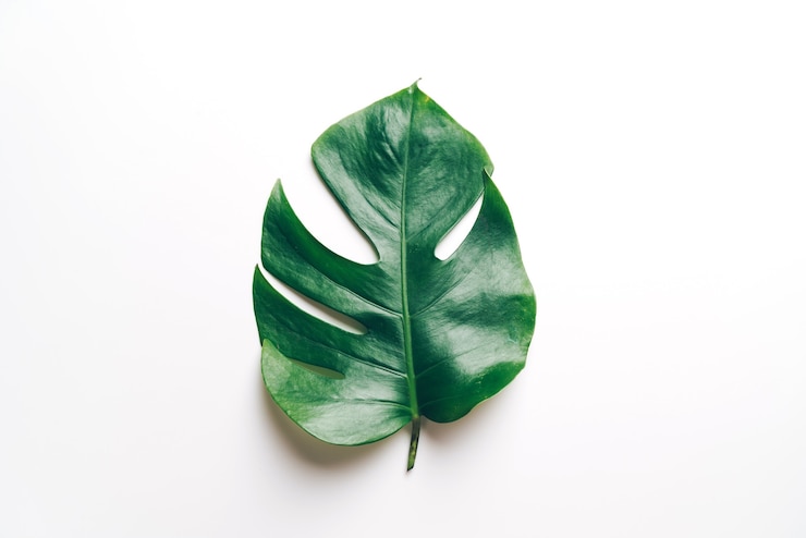 Foto monstera geht auf farbtisch