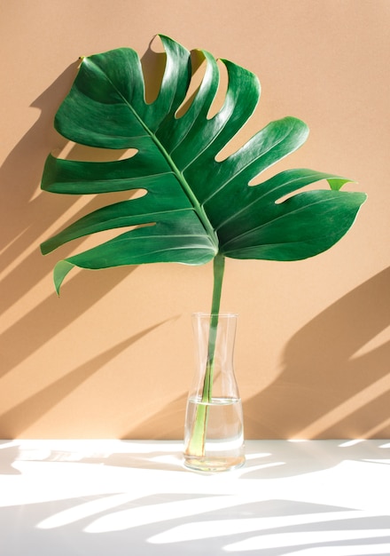 Monstera geht in Glaskrug mit Sonnenlicht und langem Schatten an der Wand