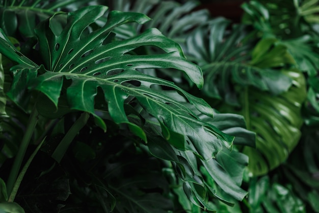 Monstera gigante deixa planta tropical