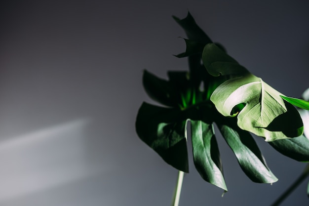 Monstera green leaves ou monstera deliciosa planta interna em vaso