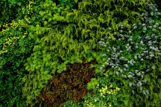 Foto monstera grüne blätter oder monstera deliciosa in dunklen tönen