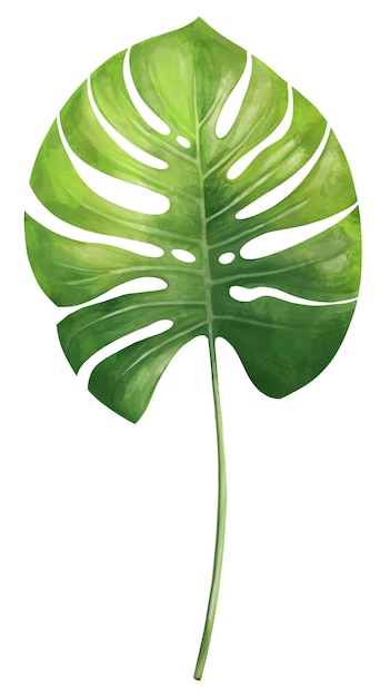 Monstera Hoja de palma verde Plantas tropicales Botánica en acuarela