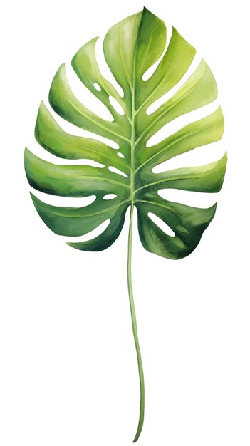 Monstera Hoja de palma verde Plantas tropicales Botánica en acuarela