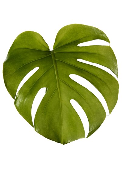 Monstera hoja de planta casera para decoración aislado sobre fondo blanco.