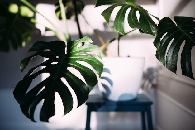 Monstera hojas verdes o monstera deliciosa planta de interior en maceta