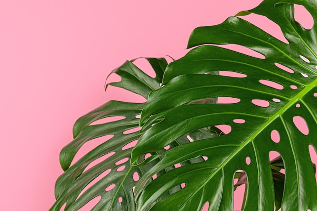 Monstera linda folha em uma superfície rosa