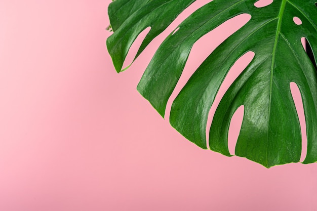 Monstera linda folha sobre um fundo rosa. Pano de fundo