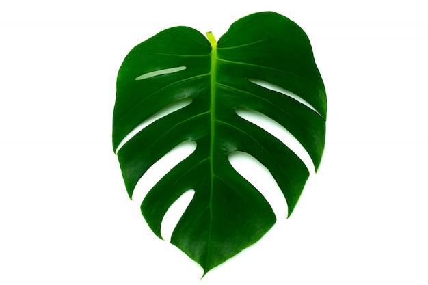 Monstera miltiple deixa as folhas isoladas no fundo branco. design plano leigo