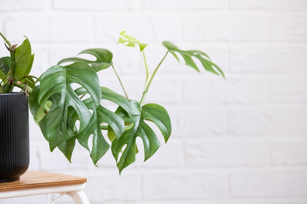 Monstera Minima Rhaphidophora TETRASPERMA hoja de primer plano en el interior de la pared de ladrillo whtite Plantas de casa en macetas decoración del hogar verde cuidado y cultivo