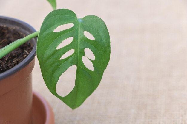 Monstera Monkey leaf de cerca en una olla con espacio de copia