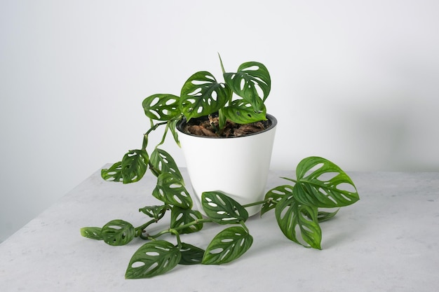 Monstera Monkey Mask u Obliqua o Adansonii deja Plantas caseras en maceta blanca Minimalismo y concepto de estilo scandi selva urbana y sala de jardín Fondo blanco y gris