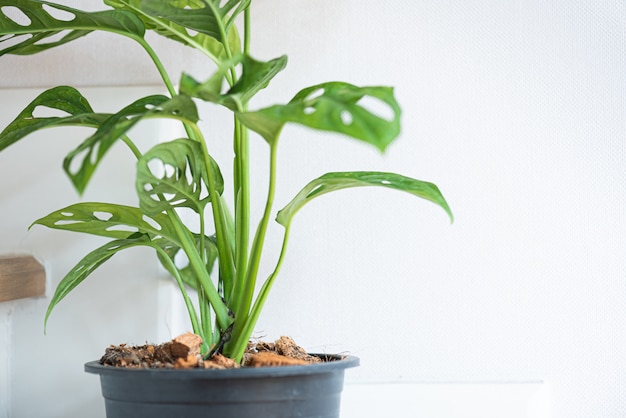 Monstera obliqua in einem Topf drinnen