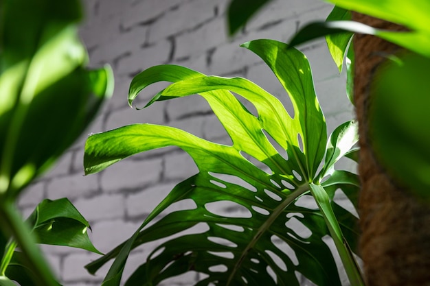 Monstera oder Philodendron-Blätter Tropische Blätter Hintergrund Exotische tropische Zimmerpflanze