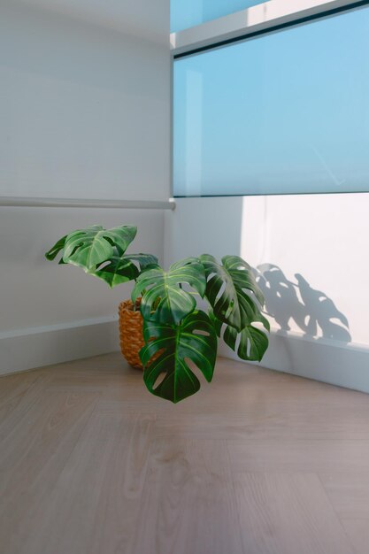 Monstera-Pflanze auf dem Balkon mit Morgensonnenlicht