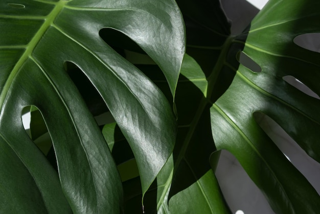 Monstera-Pflanze auf grauem Marmorhintergrund Konzept des Minimalismus Monstera deliciosa oder Schweizer Käsepflanze tropische Blätter Hintergrund