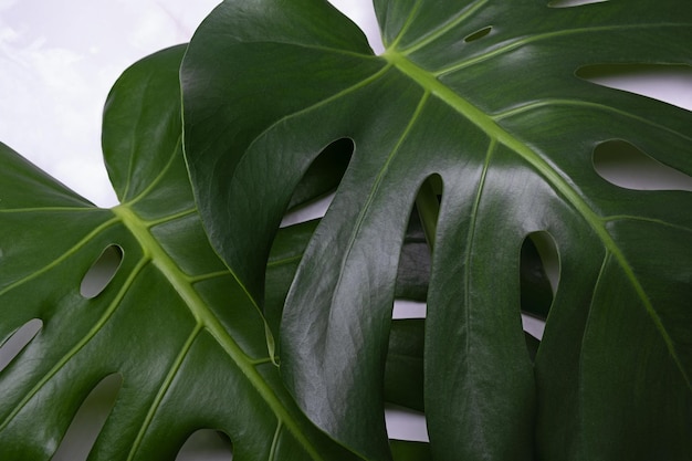 Monstera-Pflanze auf grauem Marmorhintergrund Konzept des Minimalismus Monstera deliciosa oder Schweizer Käsepflanze tropische Blätter Hintergrund