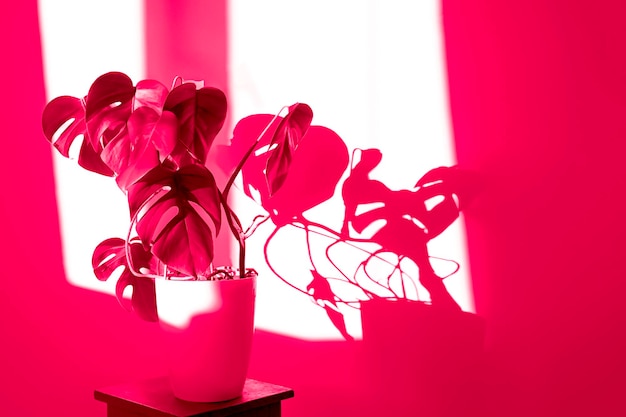 Monstera Pflanze Hintergrund Viva Magenta Blumenhintergrund Farbe des Jahres Monstera deliciosa