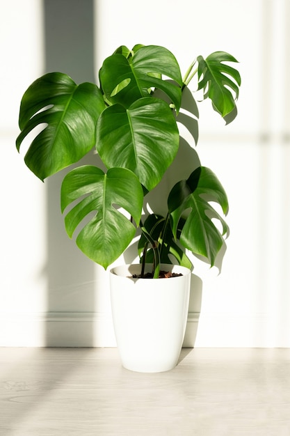 Monstera Pflanze in einem weißen Topf auf einer weißen isolierten Oberfläche Das Konzept des Minimalismus Monstera deliciosa Blätter oder Schweizer Käsepflanze in Topf tropische Blattoberfläche Tageslicht scharfe Schatten