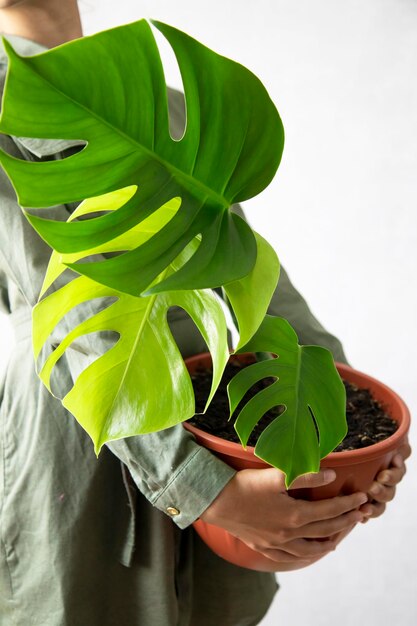 Monstera-Pflanze