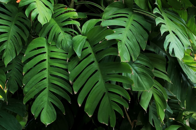 monstera Pflanzen oder Blätter gedeihen in tropischen Wäldern