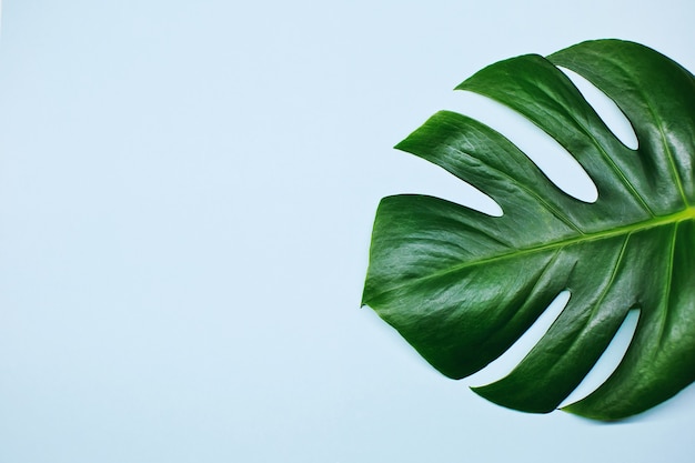 Monstera Pflanzenblätter lokalisiert auf blauem Hintergrund. Tropischer Sommerhintergrund mit Kopienraum.