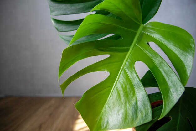 Monstera Plant