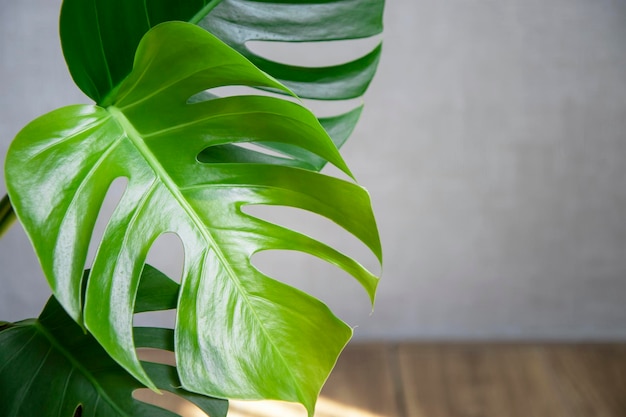 Monstera plant