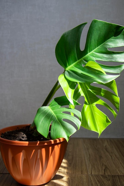 Monstera Plant