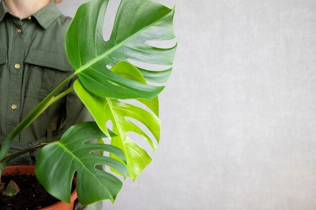 Monstera plant