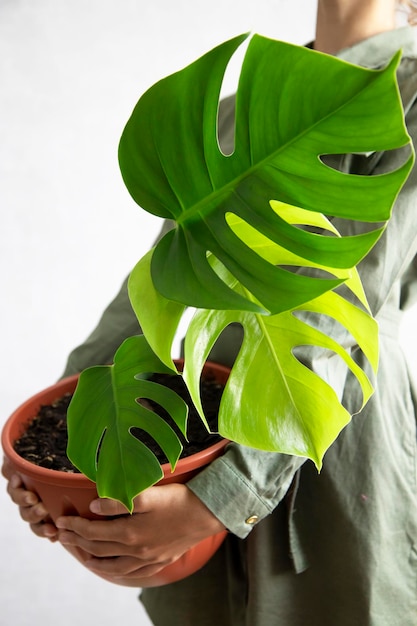 Monstera Plant