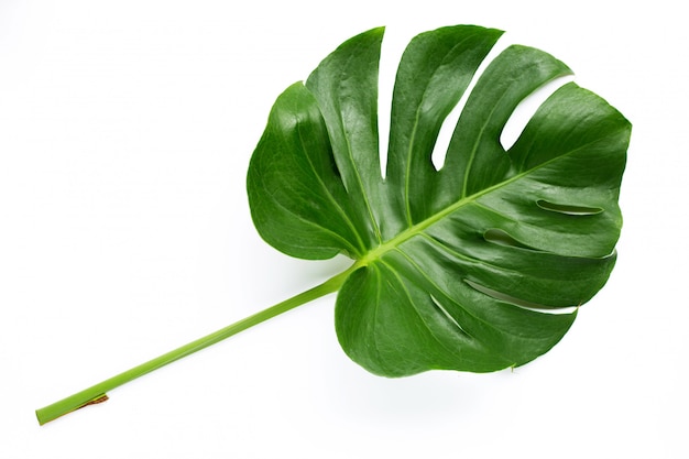 Monstera planta folhas em branco