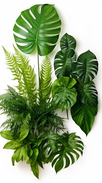 Foto monstera, planta forestal de hojas verdes tropicales