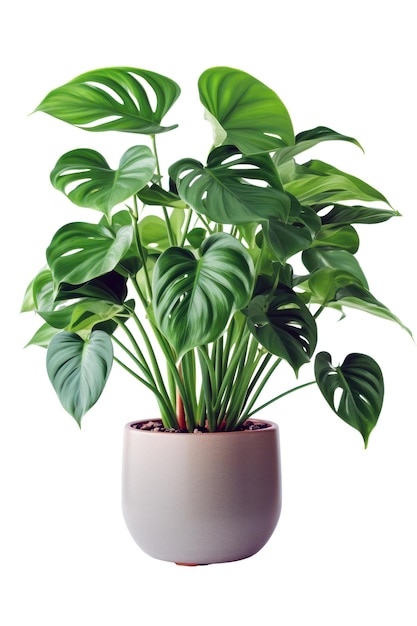 Monstera planta tropical verde fresca em uma panela isolada no fundo branco