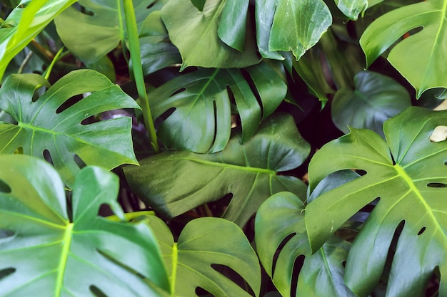 Monstera tropical deixa a folhagem da selva do fundo da natureza