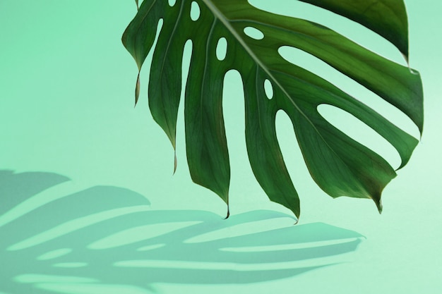 Monstera tropical verde folha e sombra